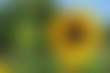 少しずつ花開くひまわりとつぼみ