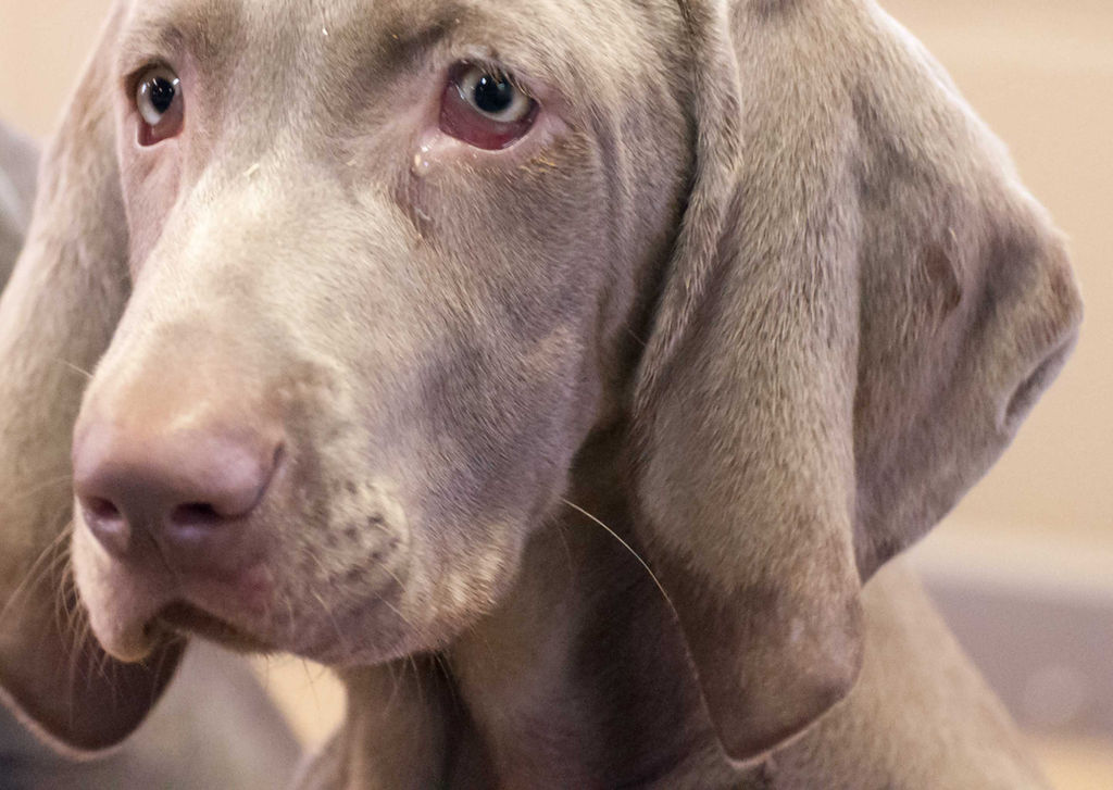 Micromanagement micromanagement