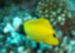 Thumbnail: Underwater Wonders, Aluminum Prints