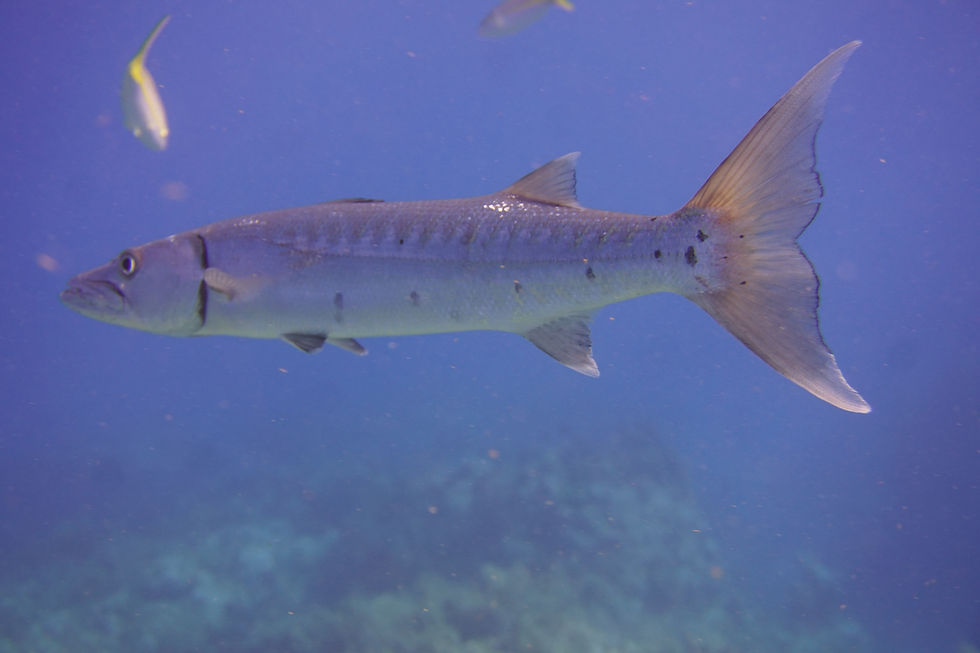 Thumbnail: New photos from recent dive excursion.