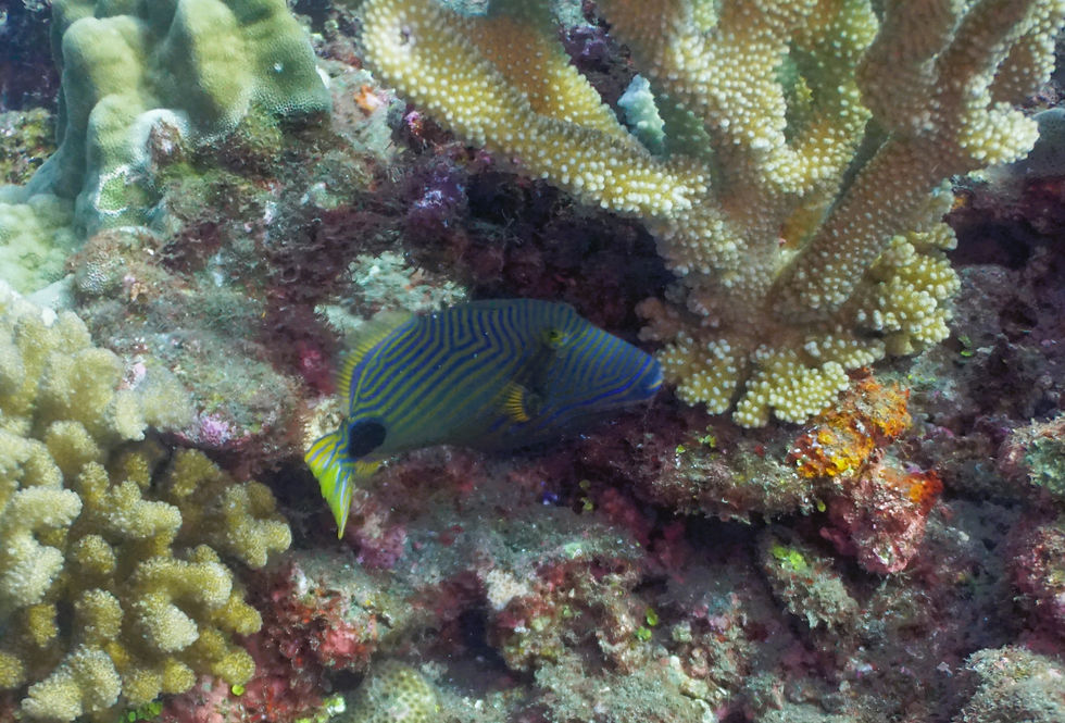 Thumbnail: Oceanic Splendor Aluminum Prints