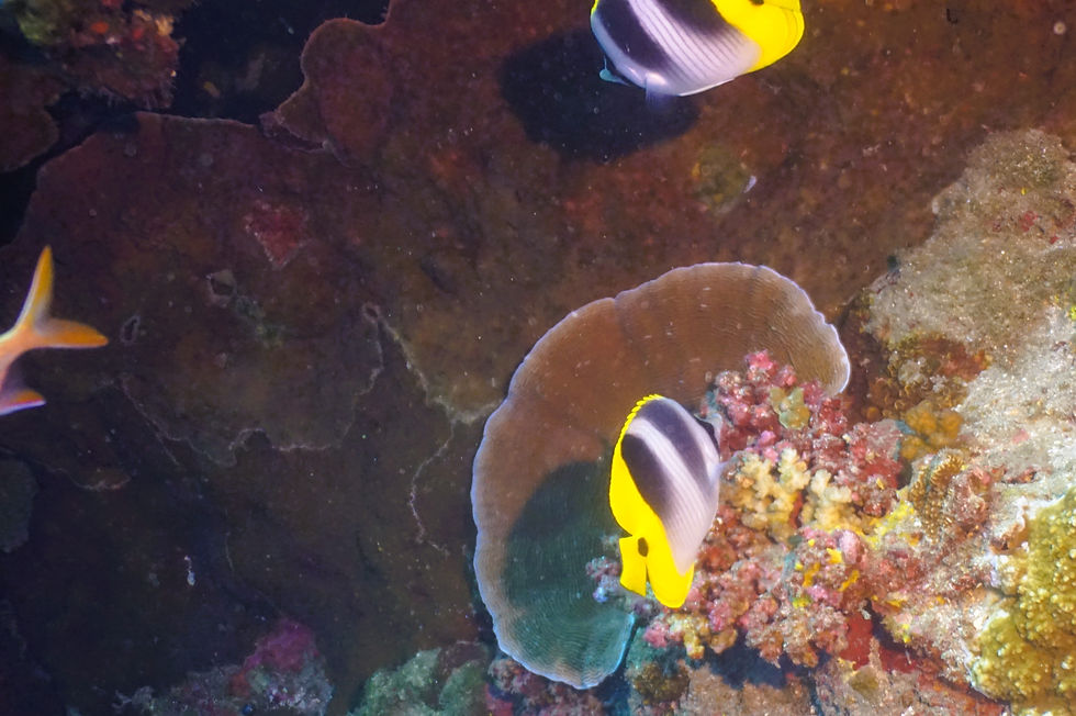 Thumbnail: Conservation Series Unframed Print