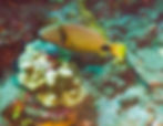 Thumbnail: Underwater Wonders, Aluminum Prints