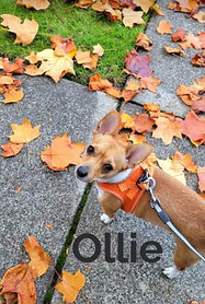 Screenshot 2024-11-15 11.55_edited.jpg