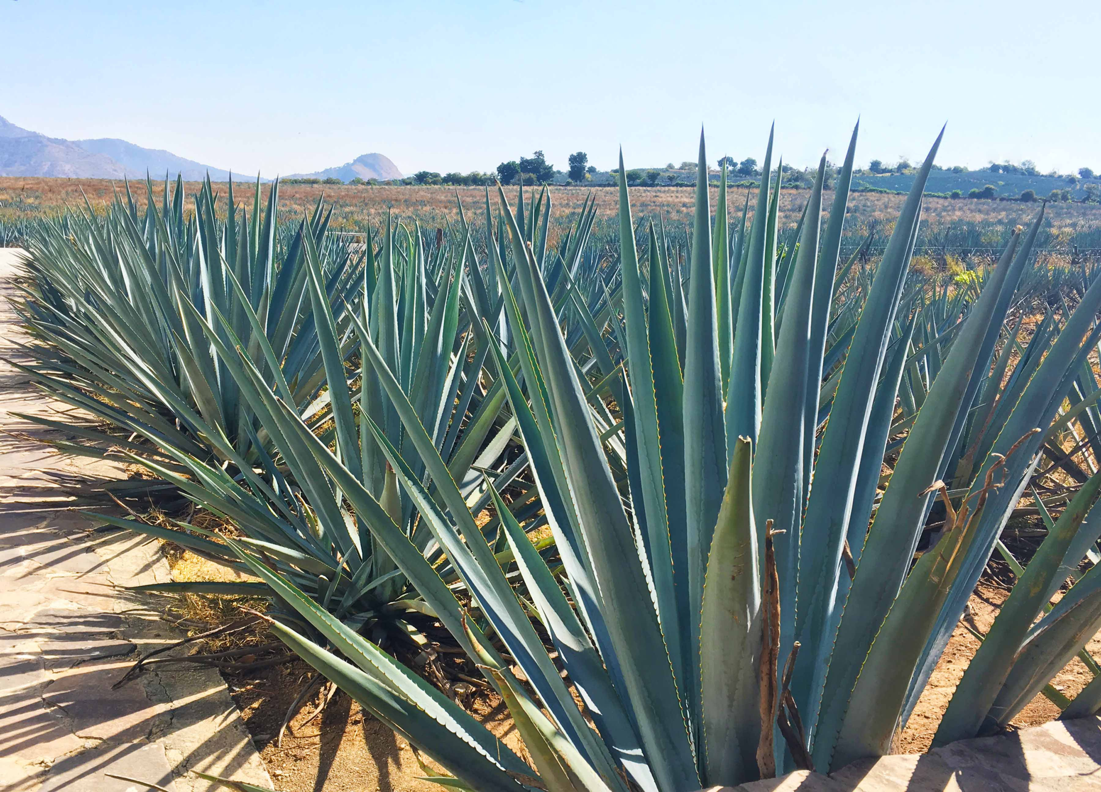 Tequila - Agave
