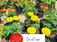 Saturday Flash Sale: 20% Off All Plants! at Pépinière Exotica | ⌛expires 5 September 2026