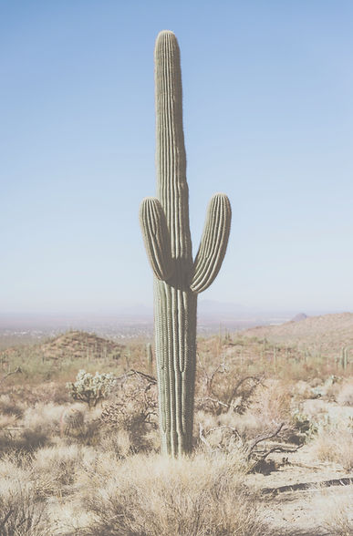 Sunlit Southwestern cacti illustrating the calm, steady presence of a trauma therapist in Phoenix.