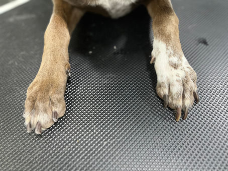 How to Properly Trim Your Dog's Nails: How It Impacts Them at Every Stage of Life