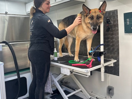 The Essential Guide to Keeping Your German Shepherd Happy and Healthy: Grooming, Walking, and Exercise Tips