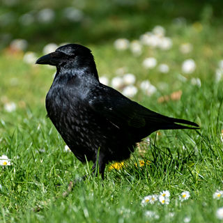 Corvus corone, Bëschkueb, Carrion Crow, Rabenkrähe, Corneille noire