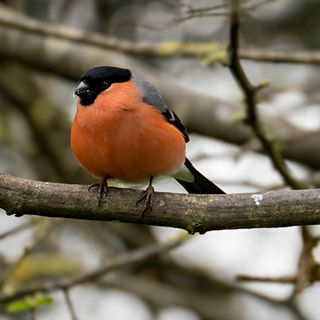 Pyrrhula pyrrhula, Pillo, Bullfinch, Eurasian Bullfinch, Gimpel, Bouvreuil pivoine
