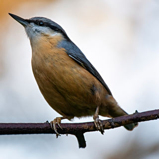 Sitta europaea, Kuesleefer, Eurasian Nuthatch, Nuthatch, Kleiber, Sitelle torchepot
