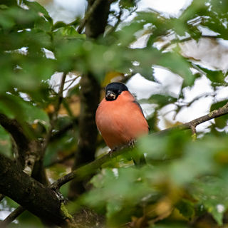 Pyrrhula pyrrhula, Pillo, Bullfinch, Eurasian Bullfinch, Gimpel, Bouvreuil pivoine