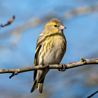 Carduelis spinus, Gréngen Zeisel, Eurasian Siskin, Siskin, Erlenzeisig, Tarin des Aulnes