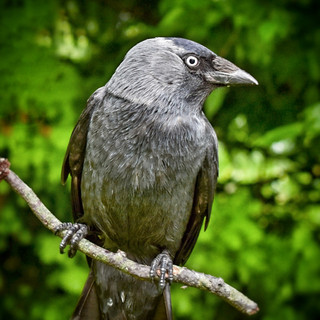Coloeus monedula, Steekueb, Jackdaw, Dohle, Choucas des tours