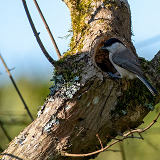 Gromees, Poecile palustris, Marsh Tit, Sumpfmeise, Mésange nonette