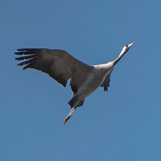 Grus grus, Krukert, Huergäns, Common crane, Kranich, Grue cendrée