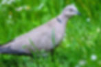 Eurasian collared dove