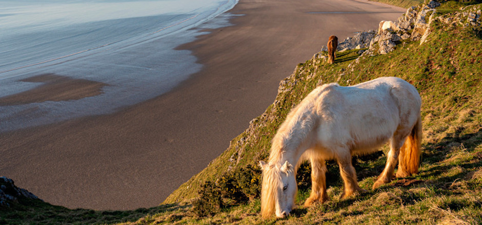 rf_southwales_rhossilibay_horse_01_2021_xl.jpg