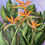 Thumbnail: Strelitzia