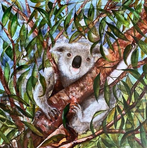 Singed koala in eucalyptus tree with burnt background 