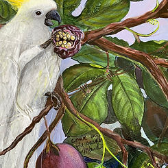 Cockatoo detail