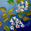 Thumbnail: Pandora Vine (Wonga wonga vine)