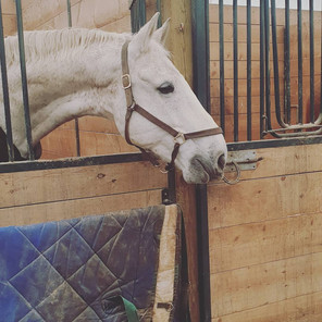 12x12 Rubber Matted Stalls