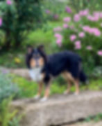 Langhaar-Collie tricolor stehend auf Steinen in einem Garten vor Blumen, sommerliches Bild.