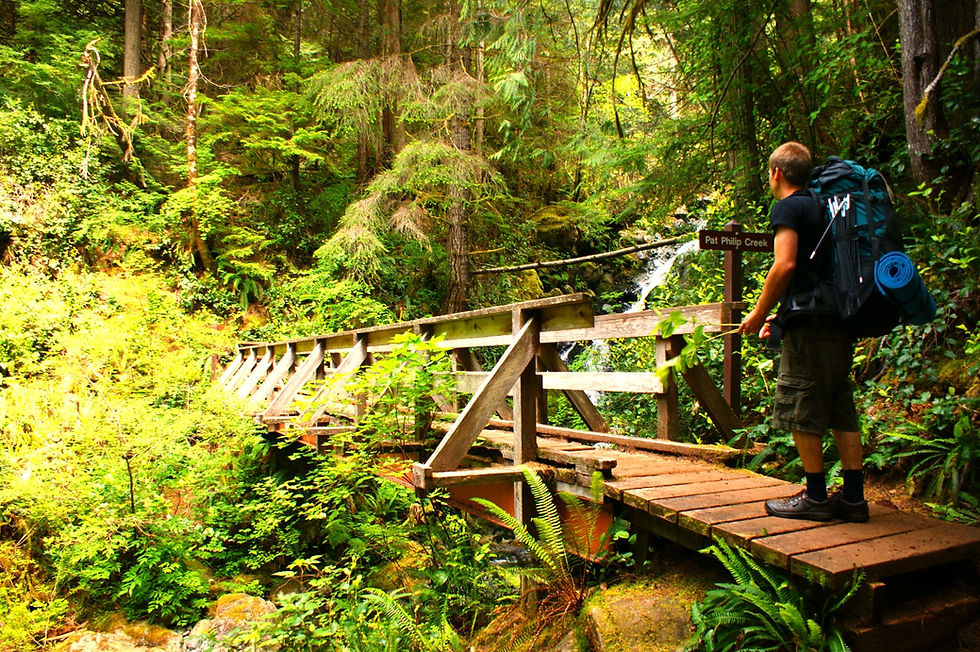 Well Maintained Rainforest Trails
