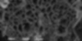 Biochar close up.jpeg