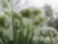 kf 1.webp
