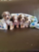 Litter2