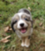 Blue Merle - Male