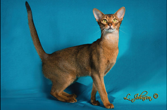 Distinguished Merit-GC RW INDIABY RIOJA OF SHERA LEN, DM.jpg