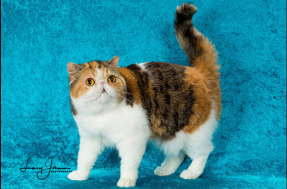 19th Best Premier - GC GPD RW Ladiluck's Dora of Metallicat.jpg