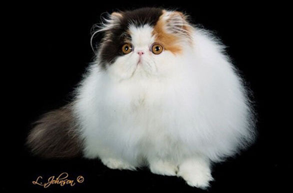 10th Best Champion-GC RW FANCYFLUFF'S PRECIOUS GEM.jpg