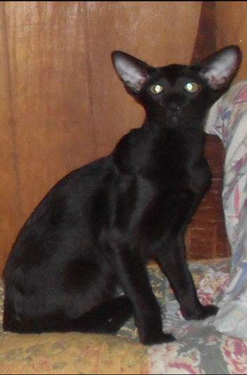 22nd Best Kitten-GC GP RW AMOURICHAT LUCIFER MORNINGSTAR.jpg