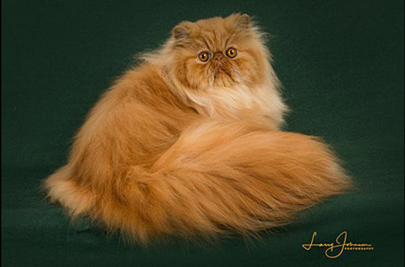 22nd Best Champion-GC RW SUAVARE'S FLAMING HEART.jpg