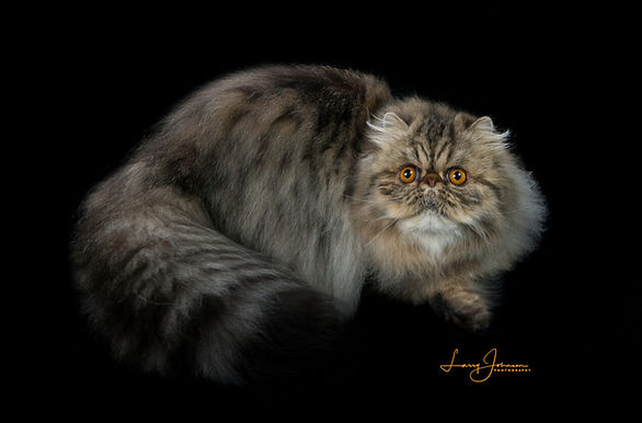 3rd Best Kitten - GC RW Debo's Don't Kill The Magic.jpg