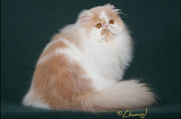 19th Best Champion-GC RW FANCYFLUFF'S PRIDE.jpg