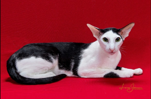 3rd Best Champion - GC RW Kat-Tres Buffalo.jpg