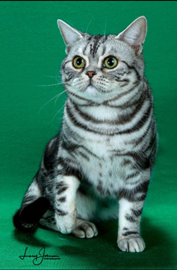 5th Best Kitten-GC RW STEDAM'S COLT 45.jpg