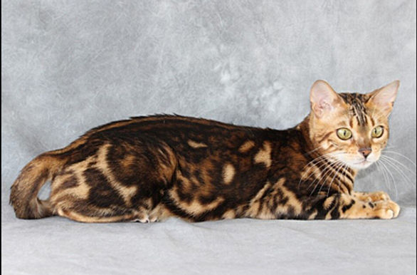 4th Best Cat in Agility-BENGAMUR ALINA OF A-KERRS.jpg