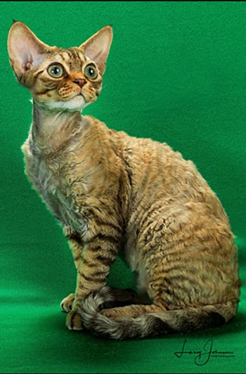 11th Best Kitten-GC RW CLARICK'S WILLY NILLY.jpg