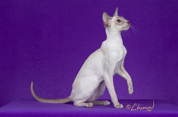 18th Best Kitten - GP RW Sanura Tivali.jpg