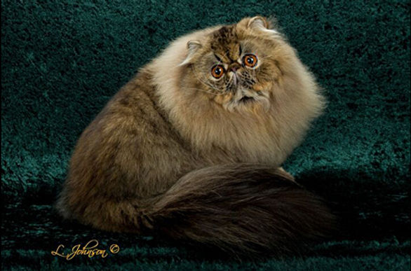 7th Best Champion-GC BWR RW MEOW MY GENTLEMAN JACK.jpg