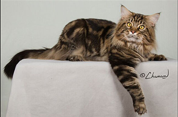 18th Best Champion-GC RW BIG TREE CAT'S HOBBS.jpg