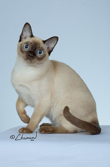 2nd Best Champion - GC BWR NW AW Cecchetti Lady Sif of Allese.jpg