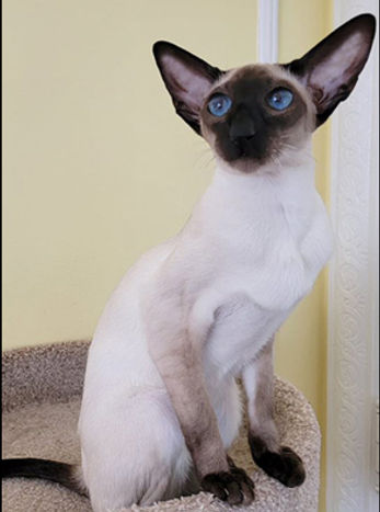 24th Best Kitten - GC RW Sanura Bella Notte.jpg